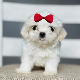 Girl 1 - Cream and white female Shih Tzu puppy in Seguin, Texas from Dolled Up Shih Tzus