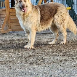 Lola - German Shepherd