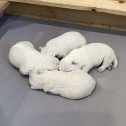 Girl 1 - White female West Highland White Terrier puppy in Idabel, Oklahoma from Ravens Nest Westies