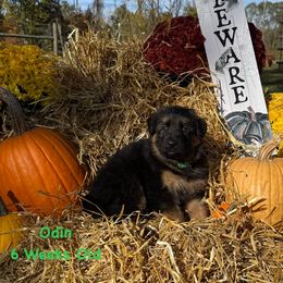 Odin - Black and red male German Shepherd puppy in Hillsboro, Indiana from Salty Raccoon Ranch German Shepherds