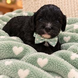 Gravy - Black male Cavapoo puppy in Fordland, Missouri from K&K's Puppy Kingdom