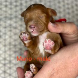 Mario - Red male Cavapoo puppy in Herriman, Utah from Shaggy Mountain Pups LLC