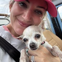 Chihuahua All Grown Up from Foxy's Legacy Chihuahuas