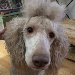 Charlie - Goldendoodle