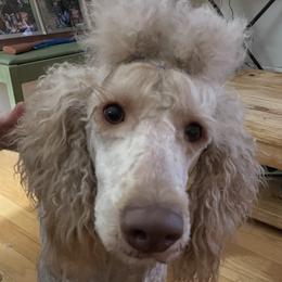Charlie - Goldendoodle