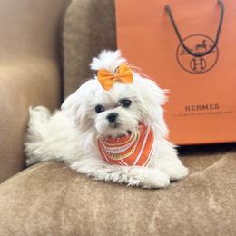 Maltese Puppies from Made to Love Maltese LLC