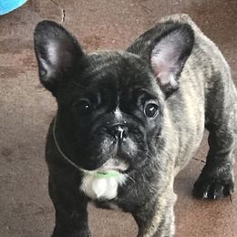 French Bulldog Puppies from Hilltop French Bulldogs