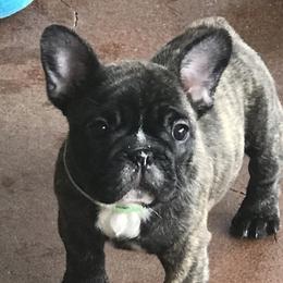 French Bulldog Puppies from Hilltop French Bulldogs