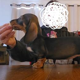 Magic - Dachshund