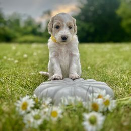 Goldendoodle Puppies from Daisys Doods