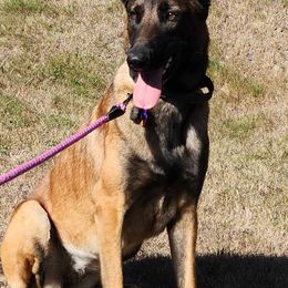 Belgian Malinois from By Your Side Canines