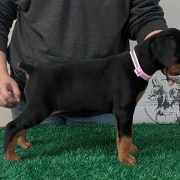 Black Female Pink Collar - Black and rust female Doberman Pinscher puppy in Spencer, Indiana from Jackson's Dobermans