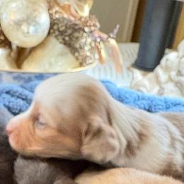 Gia - Piebald female Dachshund puppy in Visalia, California from DachGraston Dachshunds