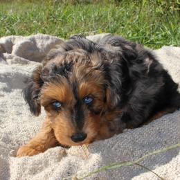 Bryce- CKC- F1 Mini AussieDoodle- Stokesdale, NC - Red phantom male Aussiedoodle puppy in Stokesdale, North Carolina from His and Hers Poodles and Doodles