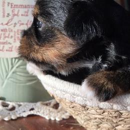 Iris - Black and gold female Yorkshire Terrier puppy in Dickson, Tennessee from Rowan's Rascals