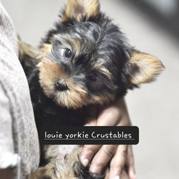 Yorkshire Terrier Puppies from Louie yorkie crustables