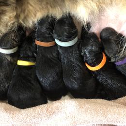 3rd Pick male - Sable male German Shepherd puppy in Elkmont, Alabama from Oakmont Shepherds