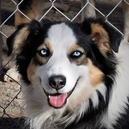 Sofie - Australian Shepherd