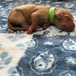 Green Boy - Red golden male Vizsla puppy in Foley, Alabama from Paula's South Bama Vizslas