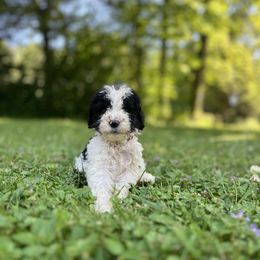 Solid Pink Girl - Black and white female Sheepadoodle puppy in Emlenton, Pennsylvania from Doodles in PA