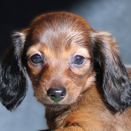 Sacagawea - Red female Dachshund puppy in Azle, Texas from American Dachshunds