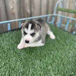 Siberian Husky Puppies from Husky Love and Pups