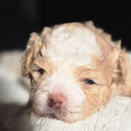 Frosty - Gold and white male Shihpoo puppy in Rural Retreat, Virginia from Kopydlowski's Shihpoo and Shichon pups