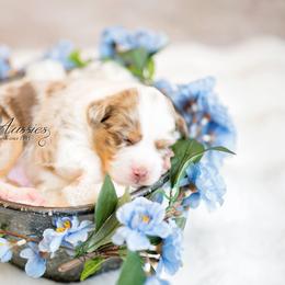 Henry - Red merle male Miniature Australian Shepherd puppy in Mechanicsburg, Pennsylvania from TJ's Aussies