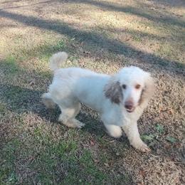 Milo - Poodle