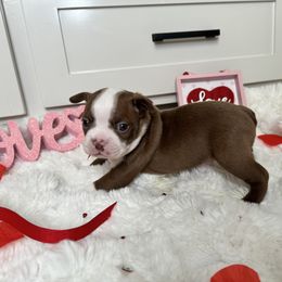 Max - Black brindle and white Boston Terrier puppy in Oklahoma from WAOK B&F AKC PUPS