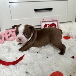 Max - Black brindle and white Boston Terrier puppy in Oklahoma from WAOK B&F AKC PUPS