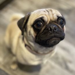 Willow - Pug