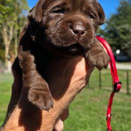 Female 4 - Chocolate female Labrador Retriever puppy in Andrews, South Carolina from Leyland Cypress Retrievers