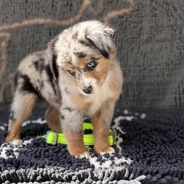 Blue Moon - Blue merle Miniature Australian Shepherd puppy in Muldrow, Oklahoma from 3B Aussies