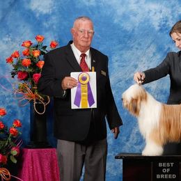 Pumik and Tibetan Terriers from TriSong TIbetan Terriers & Pumik