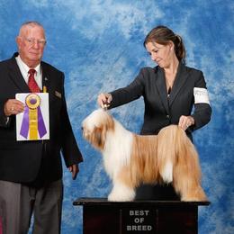 Pumik and Tibetan Terriers from TriSong TIbetan Terriers & Pumik