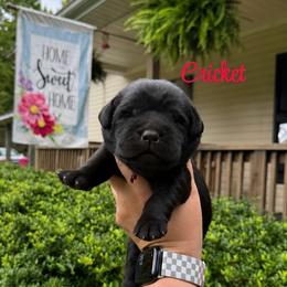 Cricket - Black female Labrador Retriever puppy in Lenoir, North Carolina from Wooten Retrievers