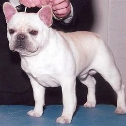 French Bulldogs from Klasse Bulls