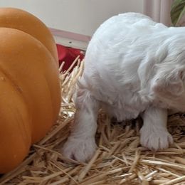 Australian Labradoodle Puppies from Doodle Inn Labradoodles