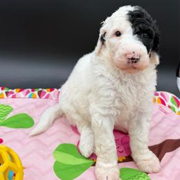 Suzie - Black and white female Sheepadoodle puppy in Willacoochee, Georgia from Kitandkboodle's Doodles