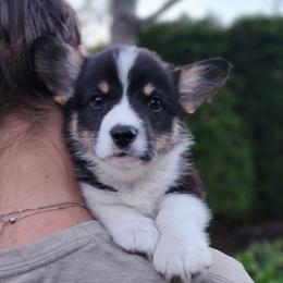 Daisy - Black and tan female Pembroke Welsh Corgi puppy in Sidney, Ohio from Cozy Corgi Ranch