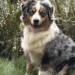 Indy - Miniature American Shepherd