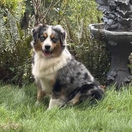 Indy - Miniature American Shepherd