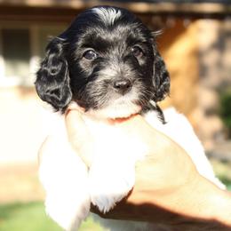 Junebug - Parti female Goldendoodle puppy in Grants Pass, Oregon from Oregon Valley Doodles