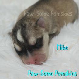 Mike - Silver male Pomsky puppy in Krum, Texas from Paw-Some Pomskies
