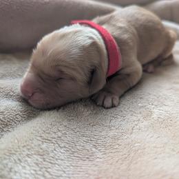 Boy 2 - Golden male Golden Retriever puppy in Buckley, Washington from Chrysus Spirit Goldens