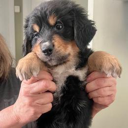 Bean - male Golden Mountain Dog puppy in Seville, Ohio from Retriever Ranch