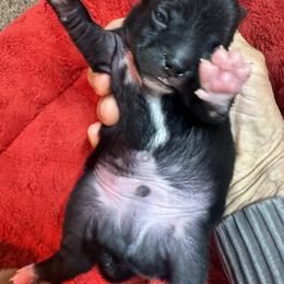 Boy 2 - Black and white male Chihuahua puppy in Polo, Missouri from Blue Tails Farm
