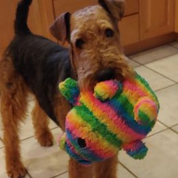 Airedale Terriers from Topline Airedale Terriers