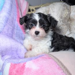 Tiny puffy girl - Black and white female Chinese Crested puppy in Capac, Michigan from Puddles Palace Puppies